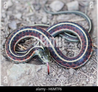 Couleuvre rayée de la côte - Thamnophis elegans terrestris Banque D'Images