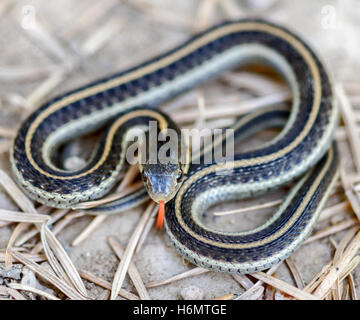 Couleuvre rayée de la côte - Thamnophis elegans terrestris Banque D'Images