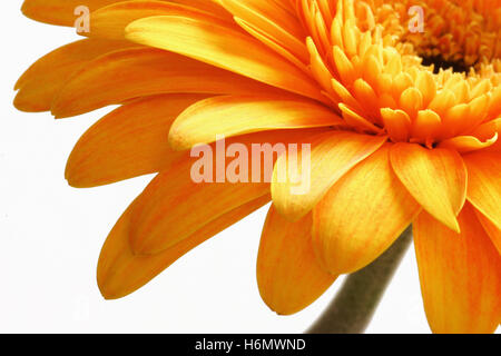 Fleur gerbera jaune Banque D'Images