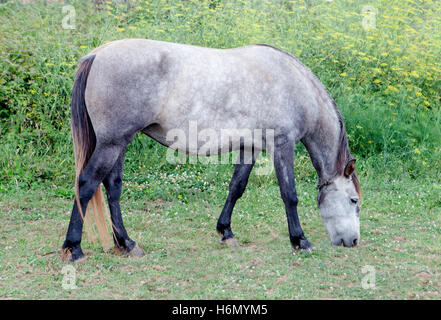 Cheval gris dans une prairie avec des arbres le pâturage Banque D'Images