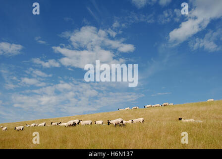 Moutons sur la digue Banque D'Images