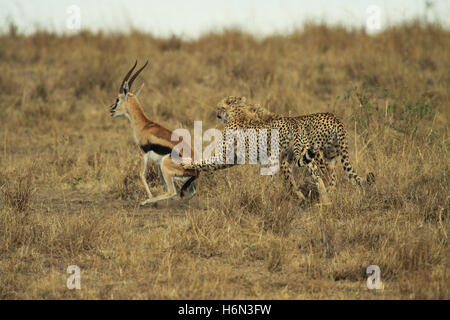 chasse du guépard Banque D'Images