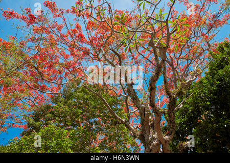 Royal Poinciana (Flame Tree blossoming branches, Vietnam). Nom scientifique : Delonix regia. Banque D'Images