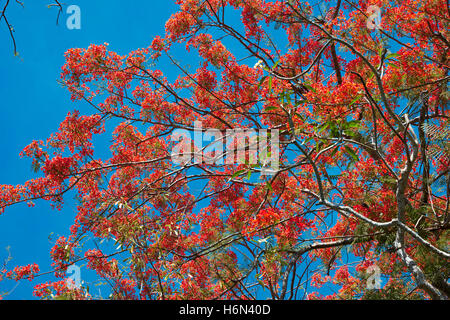 Royal Poinciana (Flame Tree blossoming branches, Vietnam). Nom scientifique : Delonix regia. Banque D'Images