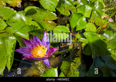 Blue Star water lily flower, Vietnam. Nom scientifique : Nymphaea nouchali. Banque D'Images