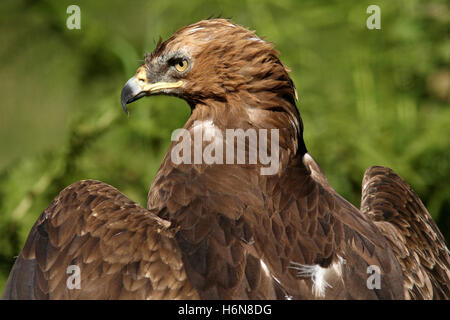 L'aigle pomarin Banque D'Images