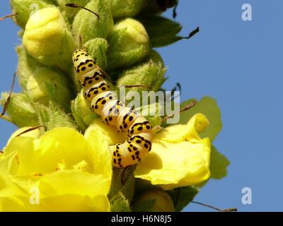 Moine de la molène noire-jaune Caterpillar Banque D'Images