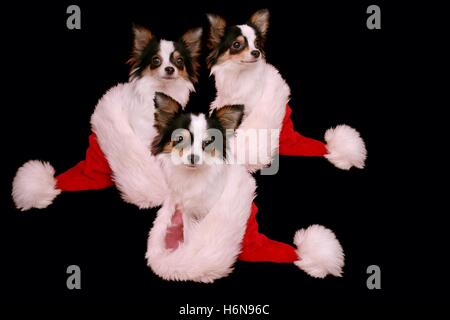 Chien de noël ... Banque D'Images