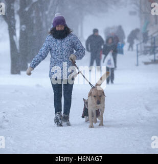 Kryvyï Rih, Ukraine - Janvier, 17, 2016 : Femme en violet et motley jacket la marche avec deux chiens sur le trottoir pendant s Banque D'Images