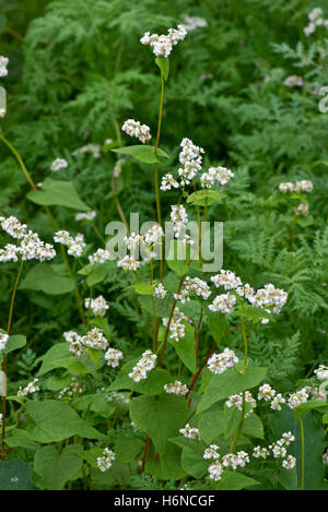 Une culture d'engrais vert, le sarrasin, Fagopyrum esculentum, la floraison dans un potager, Berkshire, Septembre Banque D'Images