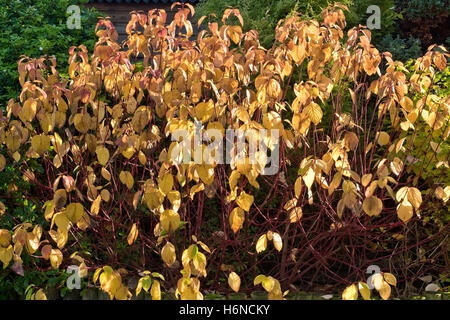 Aboya rouge, cornouiller Cornus alba, dont les feuilles jaunissent et tombent en automne, octobre Banque D'Images