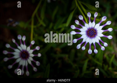 Fleurs daisy africains (Osteospermum) avec leurs minuscules en forme de pétales, Close up Banque D'Images