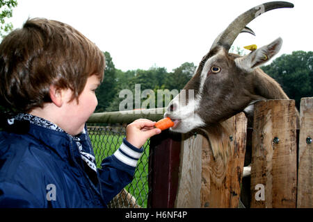 aliments pour animaux Banque D'Images