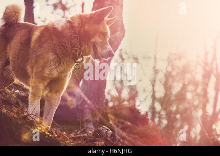 Laika dog est heureux la chasse sur la promenade dans les bois. Banque D'Images