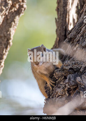 Curieux écureuil arbre accroché à l'écorce. Photo prise dans la bande de Caprivi en Namibie. Banque D'Images