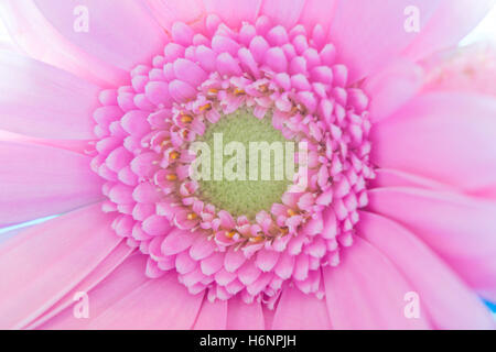 Gerbera rose Banque D'Images