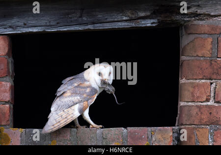 Un sauvage Effraie des clochers Tyto Alba s'arrête à l'entrée c'est du nid avant de le livrer à dîner c'est grandir Owlets, Warwickshire Banque D'Images