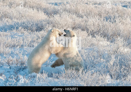 L'ours blanc, Ursus maritimus, jouer dans la lutte contre le gel, la lumière tôt le matin près de Hudson Bay, Cape Churchill, Manitoba, Canada Banque D'Images