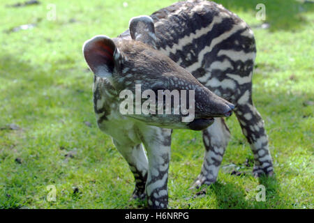 Un jeune tapir Tapirus terrestris, Brésilien Banque D'Images