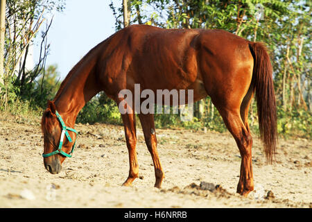 Jeunes chevaux pur-sang posant contre green natural background Banque D'Images