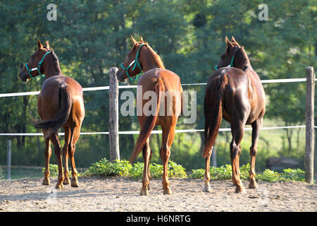 Beaux jeunes chevaux à la recherche sur la clôture corral Banque D'Images