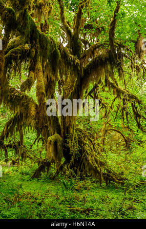 Arbre couvert de mousse dans la forêt tropicale de Hoh tempérées.,Olympic National Park, Washington State, USA Banque D'Images