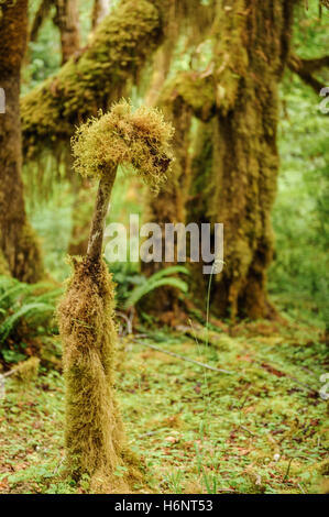 Gros plan d'arbres couverts de mousse dans la forêt tropicale de Hoh tempérées.,Olympic National Park, Washington State, USA Banque D'Images