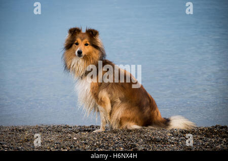 Shetland Sheepdog assis sur une plage de galets Banque D'Images