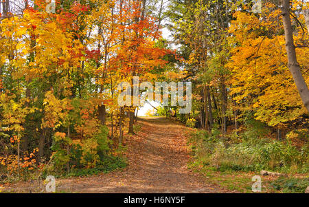 Les arbres d'automne jonché de feuilles plus de chemin dans Brampton, Ontario, Canada Banque D'Images