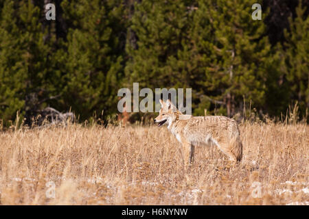 Un jeune coyote fixe du bâti, à la recherche de nourriture. Le chiot est parmi les herbes hautes, mort en face d'une ligne d'evergreen tr Banque D'Images