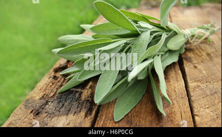 Bouquet de sauge fraîche sur table en bois Banque D'Images