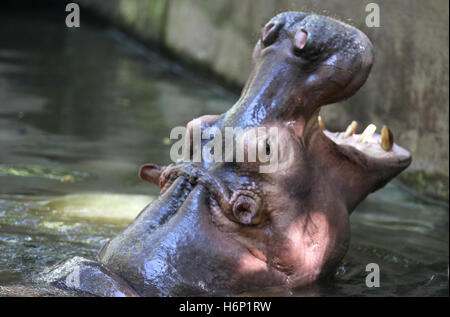 Grand Hippopotame dans l'eau, la Thaïlande, l'Asie du sud-est Banque D'Images