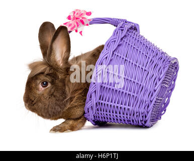 Chocolat mignon lapin de Pâques colorés avec un panier mauve Banque D'Images