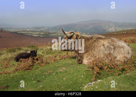 Highland cattle longhorn à Dartmoor, dans le Devon, Royaume-Uni. Banque D'Images