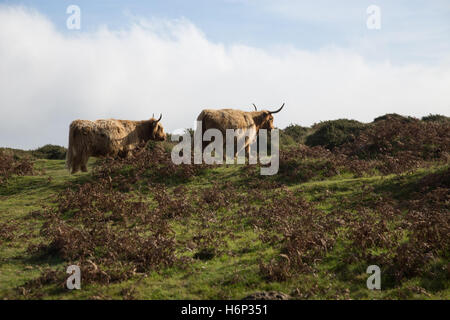 Highland cattle longhorn et le pâturage errant librement sur le Dartmoor, Devon, UK. Banque D'Images