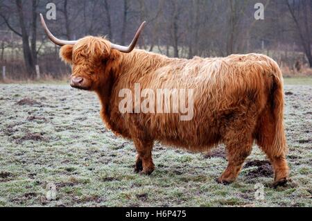 Highland cattle Banque D'Images