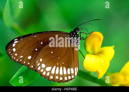 araignées insectes Banque D'Images
