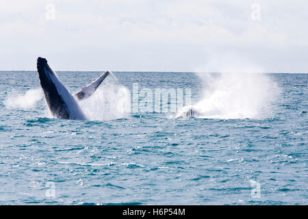 Printemps bouncing bounces hop saut saut saut fouille Amérique du Sud Brésil îles mammifères état parade en commun l'amour des baleines Banque D'Images