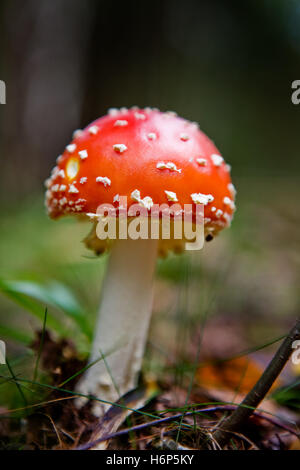 Macro danger close-up admission macro vue en gros cap poison repéré les champignons champignon champignon magique couleur toon Banque D'Images