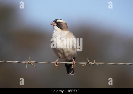 Un White-Browed Sparrow-Weaver perché sur une clôture en fil de fer barbelé en plein air libre de droit au format paysage with copy space Banque D'Images