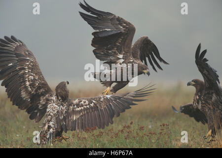 Aigles à queue blanche / Aigles de mer ( Haliaeetus albicilla ), immature, subadulte, jeune, en combat, combats, matin brumeux, action, faune, Europe. Banque D'Images