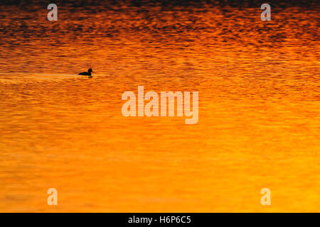 Fuligule morillon (Aythya fuligula ) natation sur le lac, silhouette sur grande distance, rétroéclairage rouge-orange au coucher du soleil réfléchie par. Banque D'Images