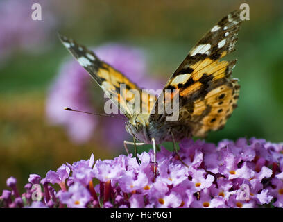 C-papillon fuchs Banque D'Images