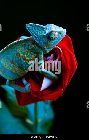 Assis sur un gros caméléon rose Banque D'Images