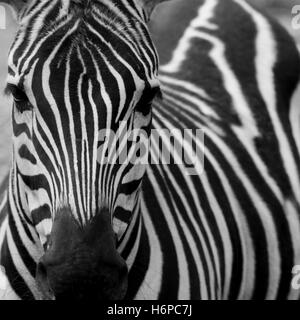 Grant Equus quagga boehmi (zebra) Banque D'Images