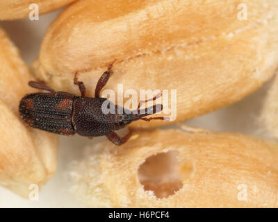 Beetle insecte jambes seigle blé orge antenne proboscis varmint charançon parasite types de grains de riz percés kornkafer Banque D'Images