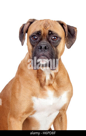 Belle beauteously macro nice close-up admission macro vue en gros modèle isolé du projet Projet de plan concept design Banque D'Images