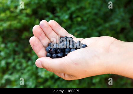 Les bleuets fraîchement cueillis dans la main de l'enfant. Arrière-plan de verdure. Banque D'Images