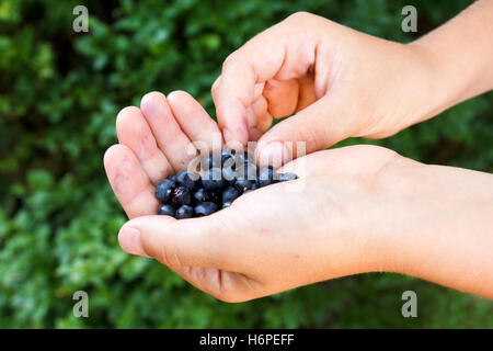 Les bleuets fraîchement cueillis dans la main de l'enfant. Arrière-plan de verdure. Banque D'Images