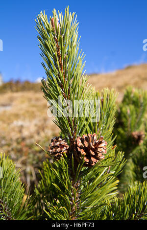 Le pin de montagne montagne,pin (Pinus mugo) Banque D'Images